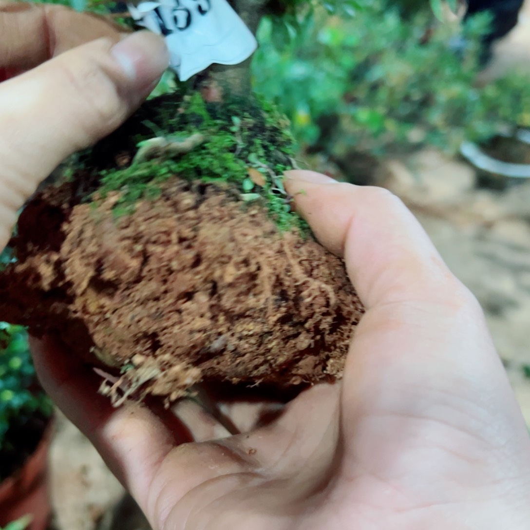 完全开放?****黑杜鹃花科植物有花