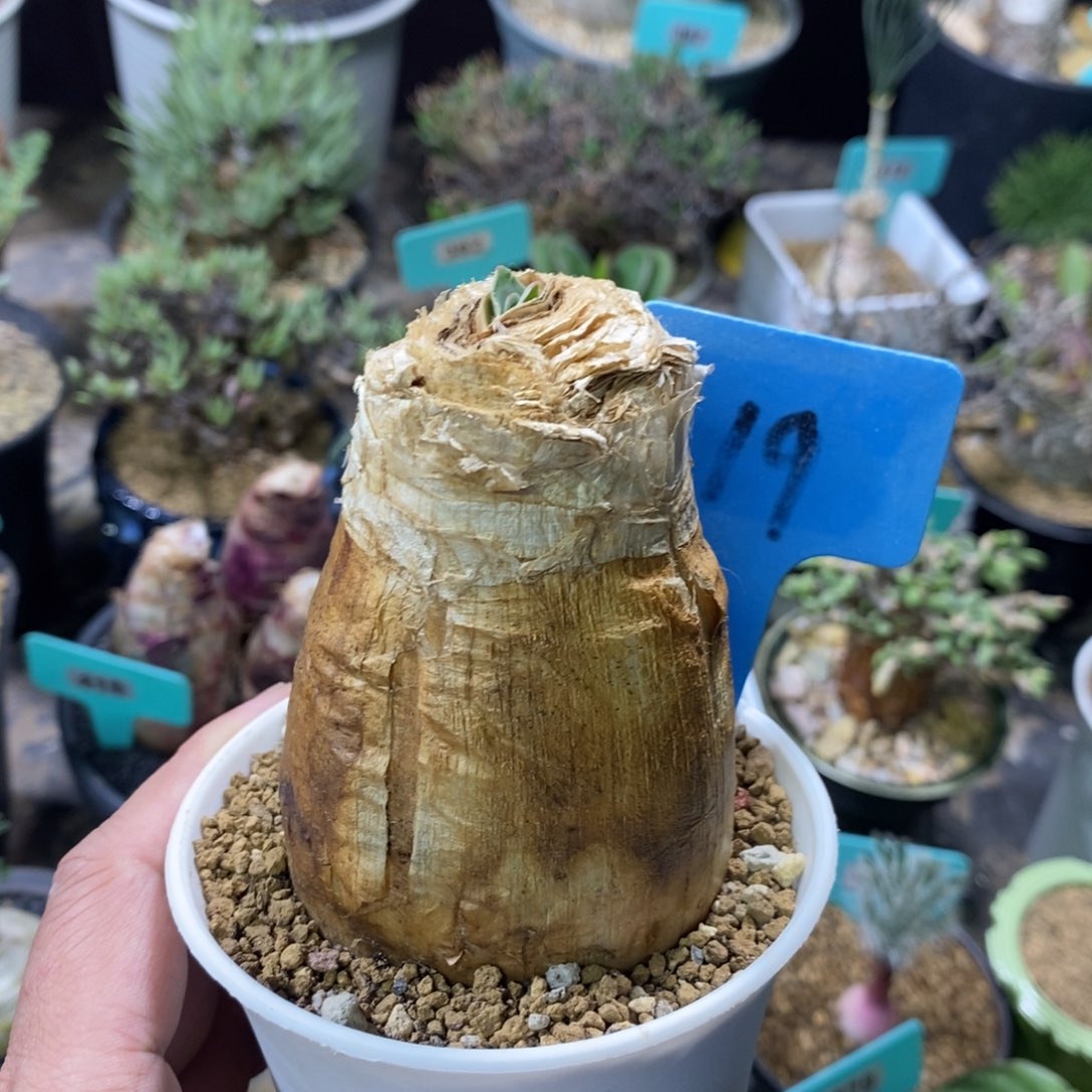 巨凤之卵多肉植物