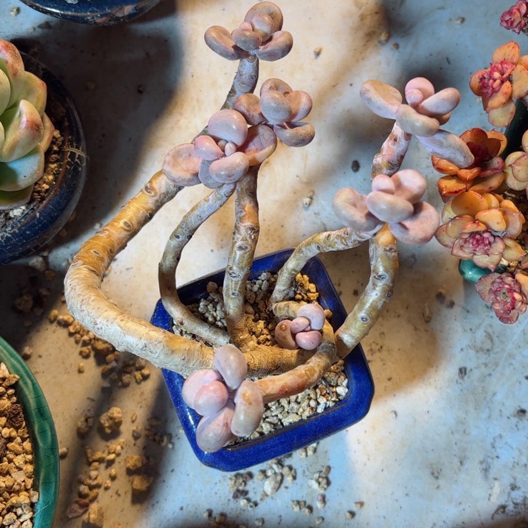 找****子桃蛋带盆30-76。       