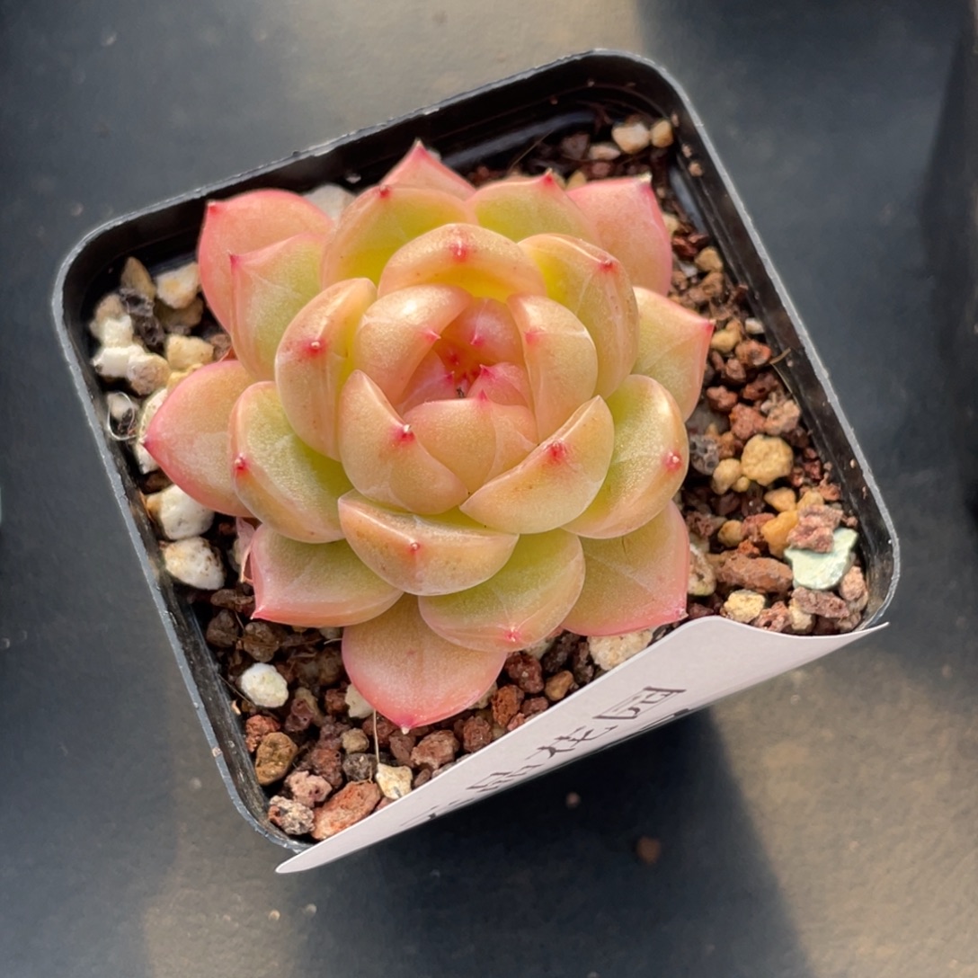 启***启587号糖心冰心珍妮 格格巫