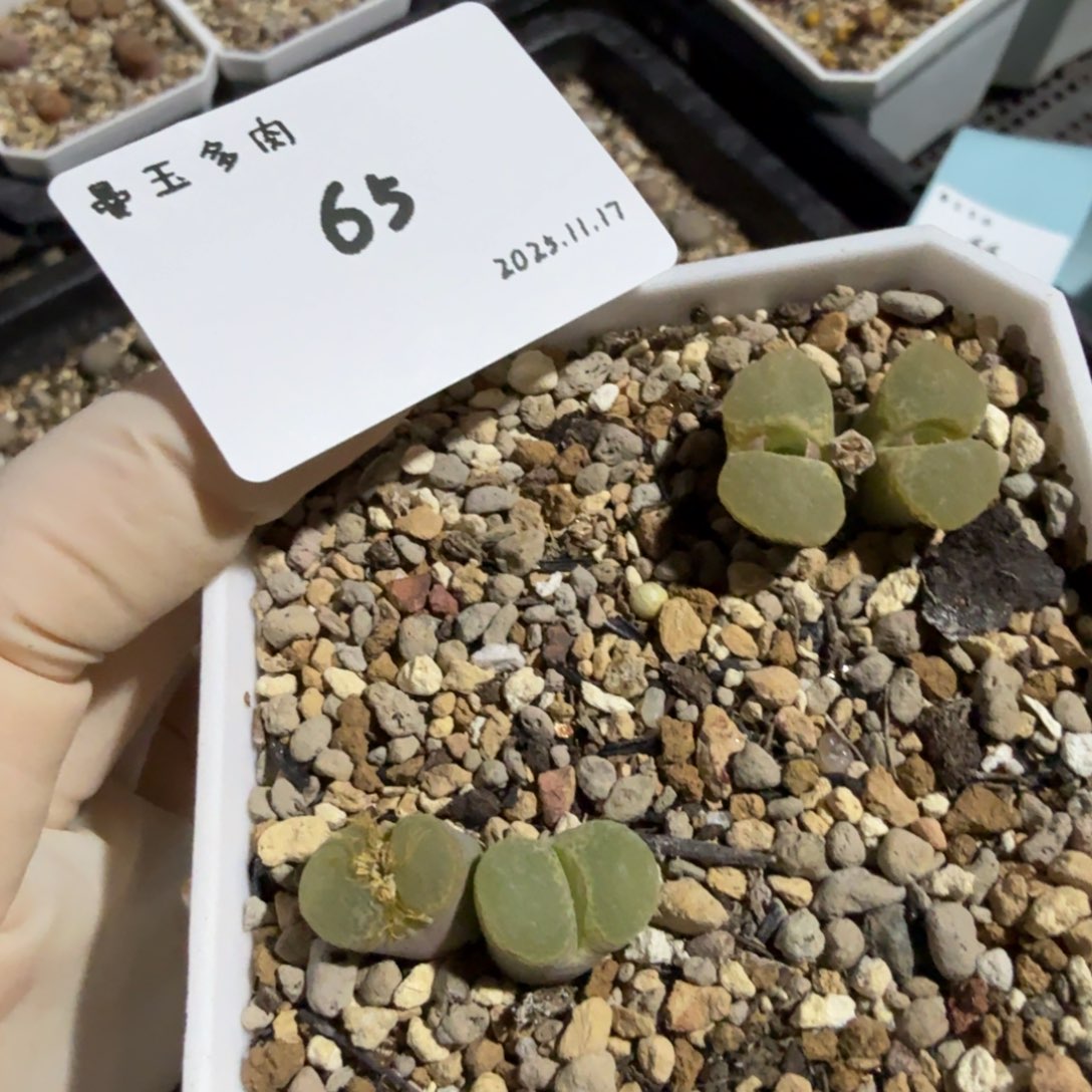 丁***加多肉多肉多肉11.17-065