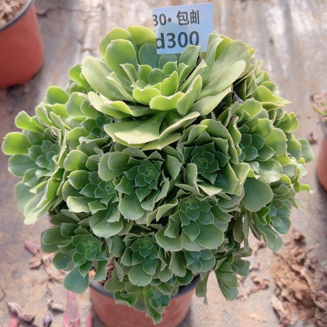 300绿杨蓉多肉法师