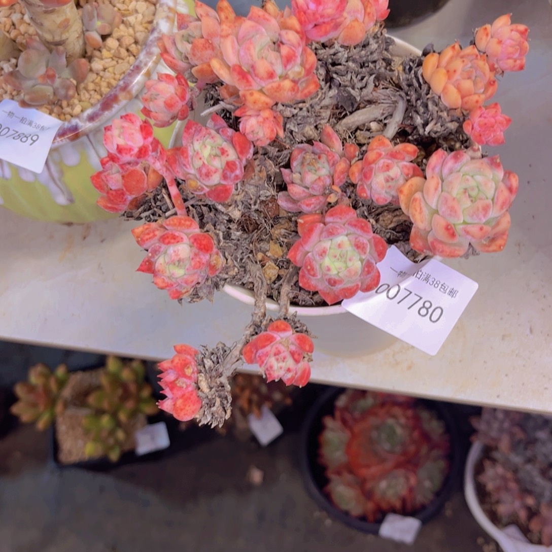 多肉一物一拍7780