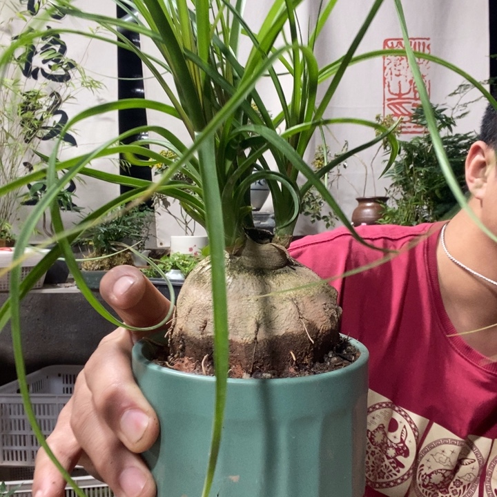 以实际为准盆景绿植绿植12