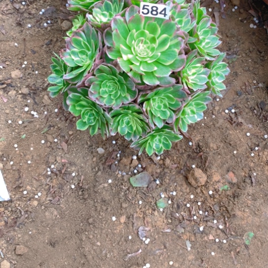 无花朵584多肉植物海王