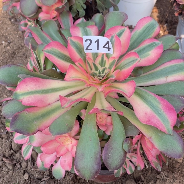 无花朵214香妃对肉植物