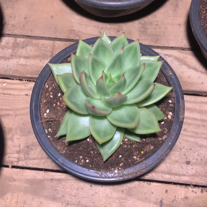 美肉特价活动开始啦