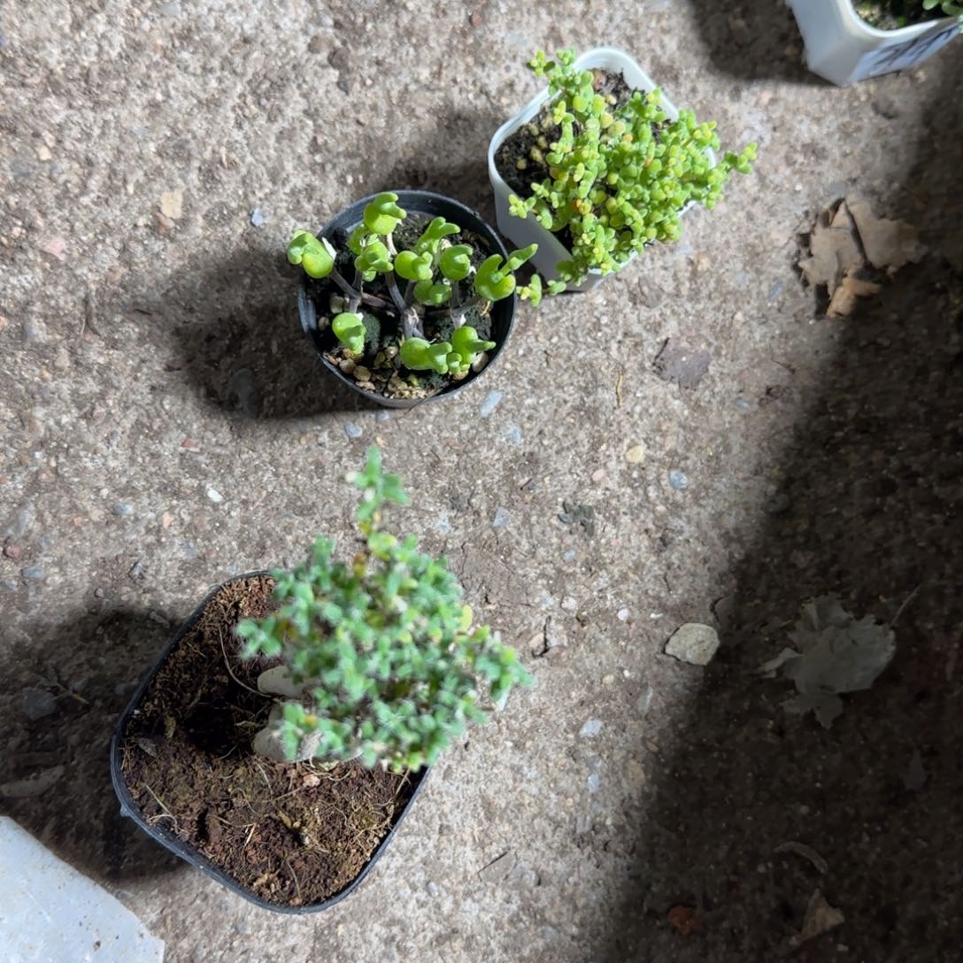 枝干组合块根多肉