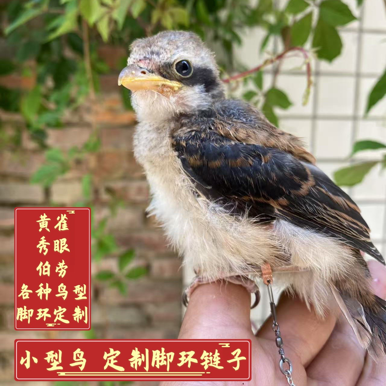 定制小型鸟伯劳脚链脚套黄雀秀眼红尾棕背楔尾虎纹鸟定做鸟用脚链