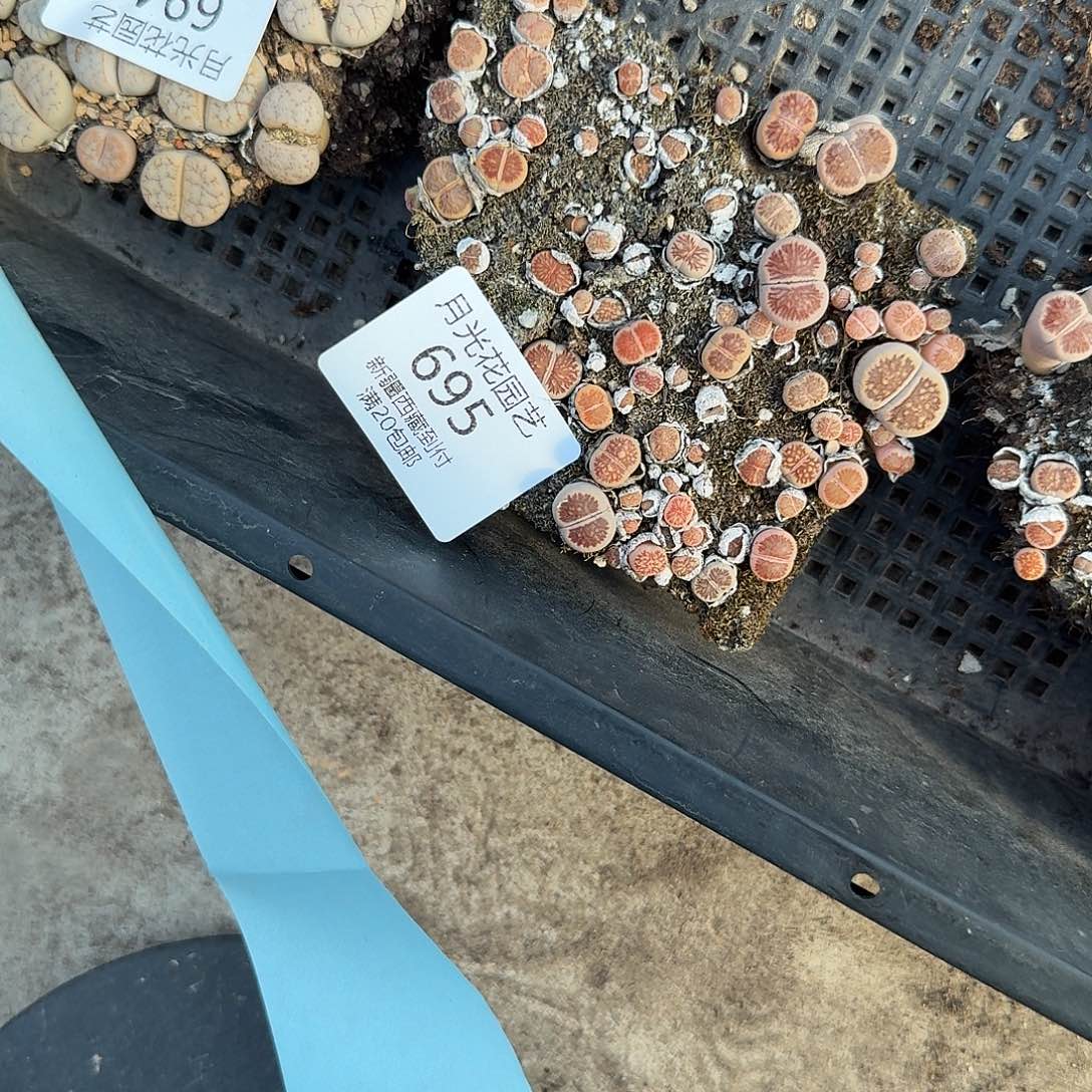 是一个充满生机盎然之695