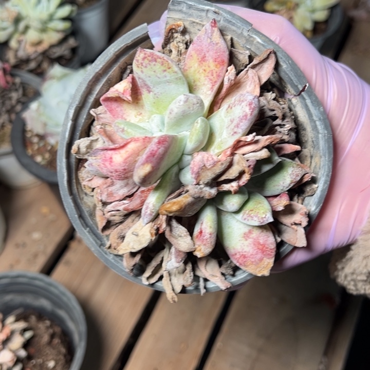 751三头牡丹哈哈哈哈哈哈哈