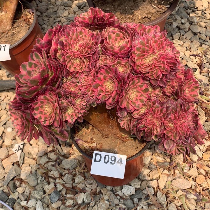 万白朵朵脱土发货啊