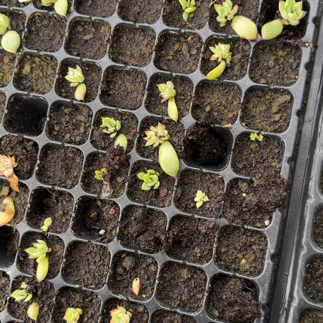 金貂穴2个满25包邮