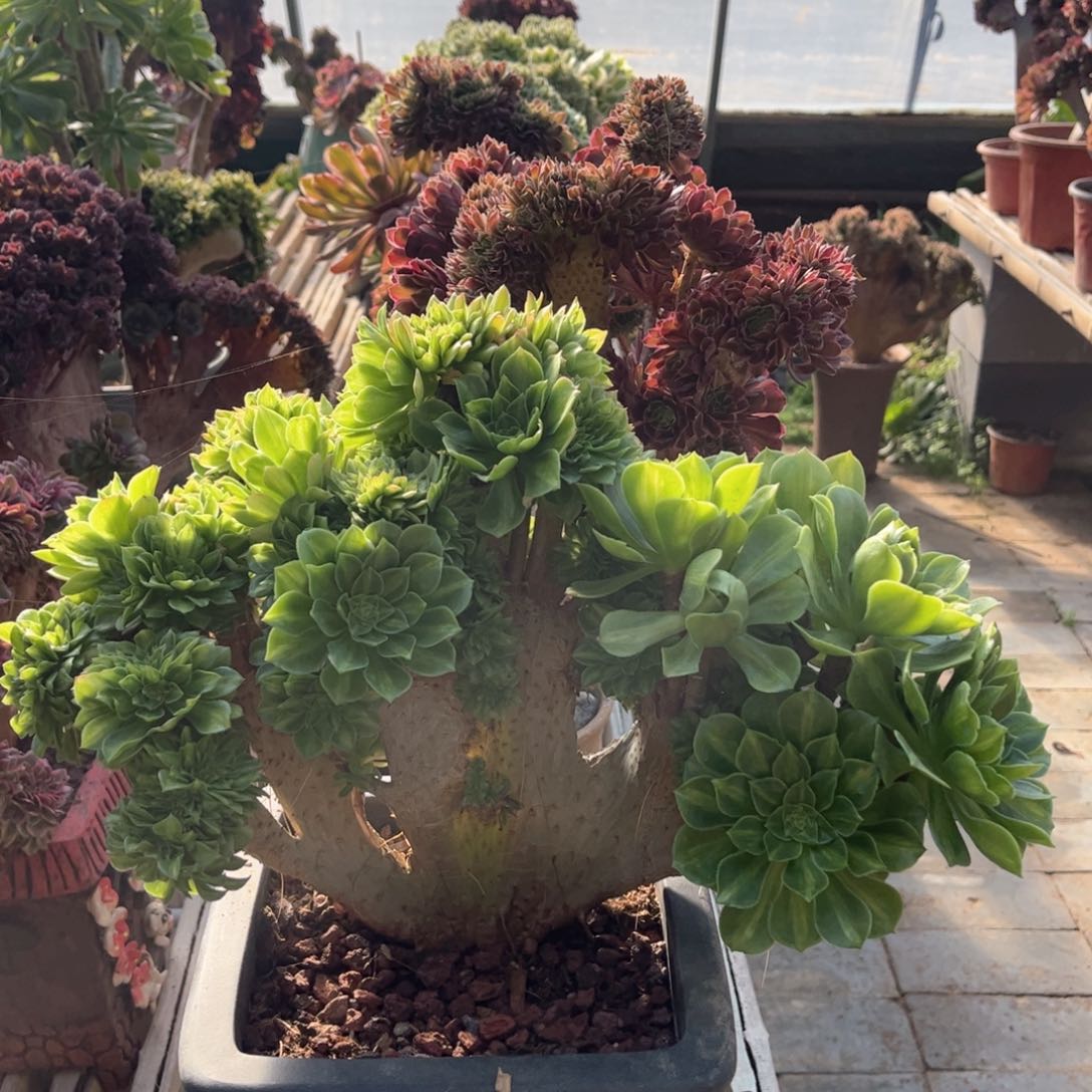 翡翠琉璃朵朵整版精品