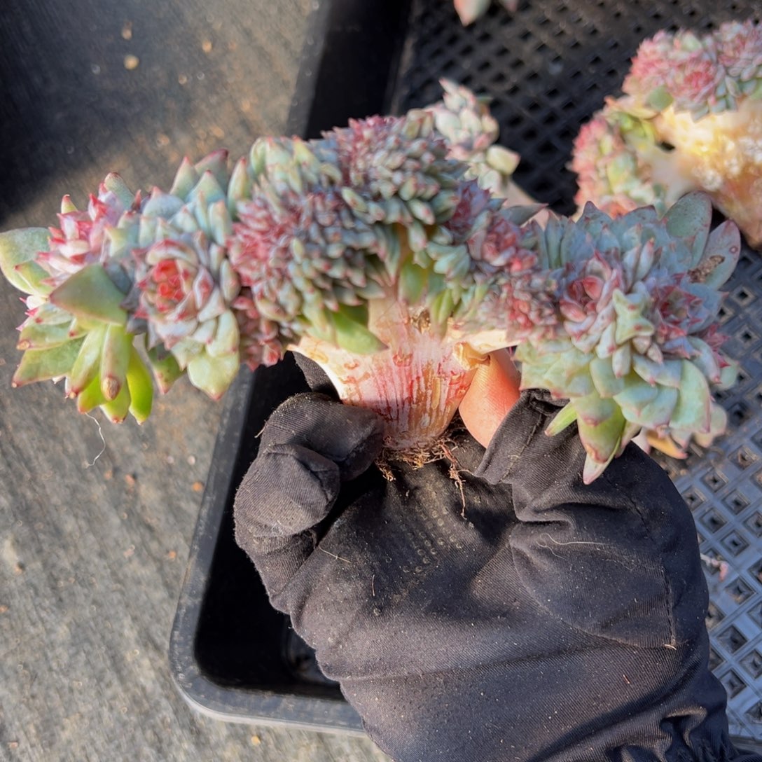 树莓红茶冰魄缀13朵朵缀微瑕