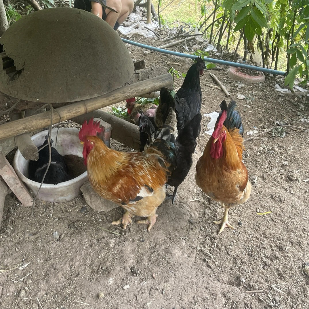 农村散养黄油老母鸡
