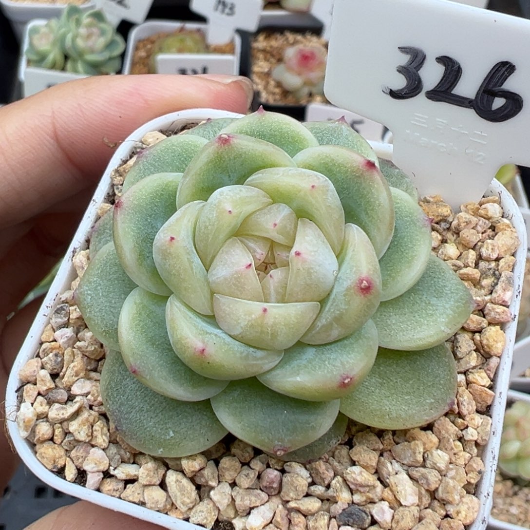 326号财富密码铂金