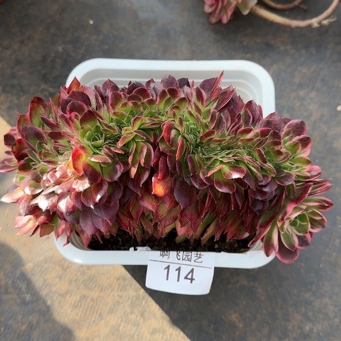 在***?114多肉 中奖海王缀