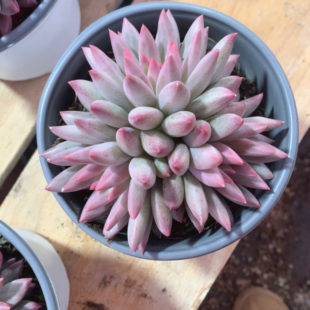 多肉葡萄都吃到嘴一