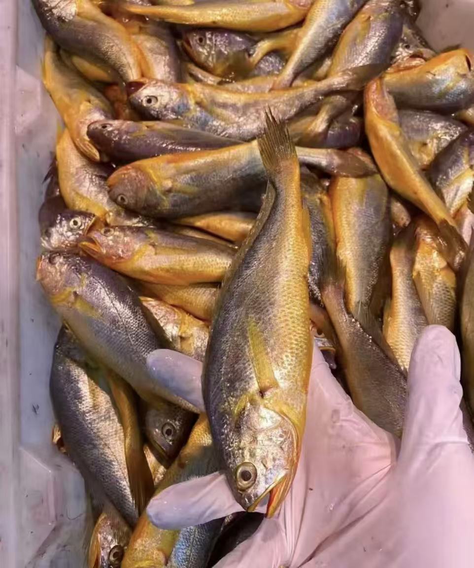 济州岛野生小黄鱼  君君东海石浦海鲜  3斤  新鲜发货