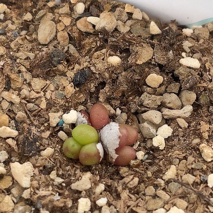 9-4紫葡萄多肉植物