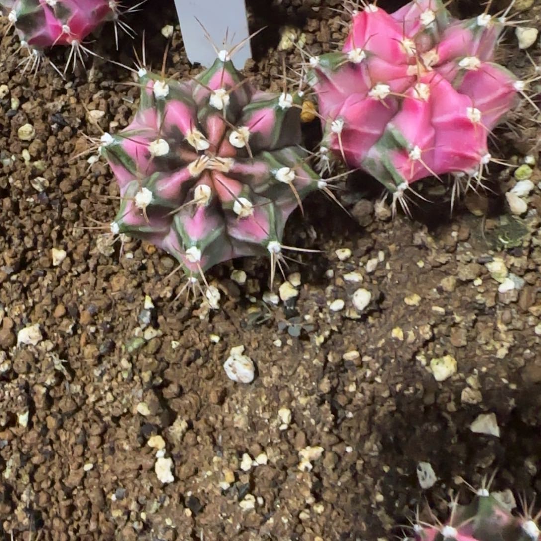 49-0114粉钻泰国发货多肉