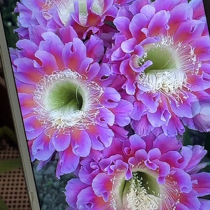 云羽侧芽4公分左右彩草