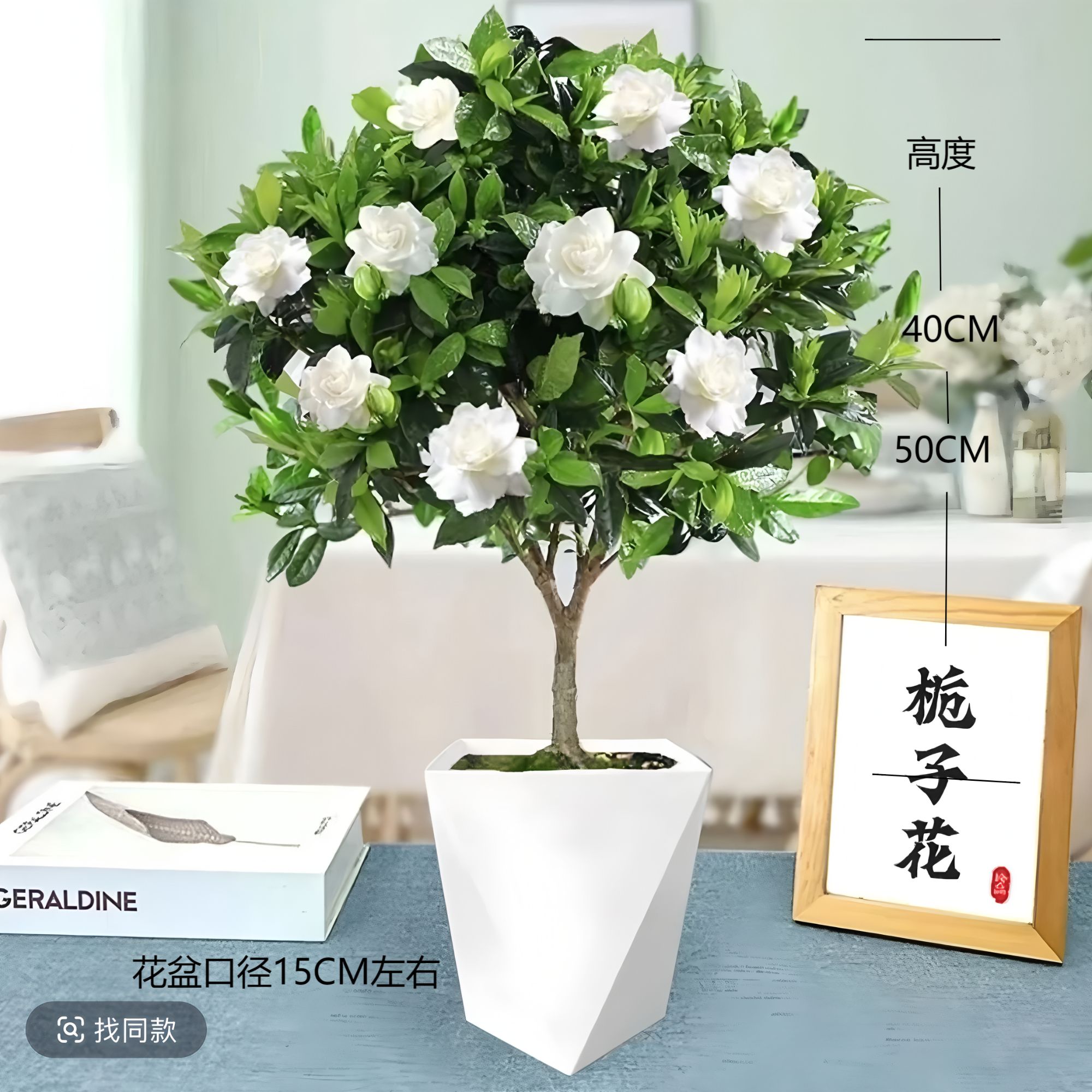 【棒棒糖栀子花】送菱形盆浓香型绿植四季好养客厅阳台吸甲醛