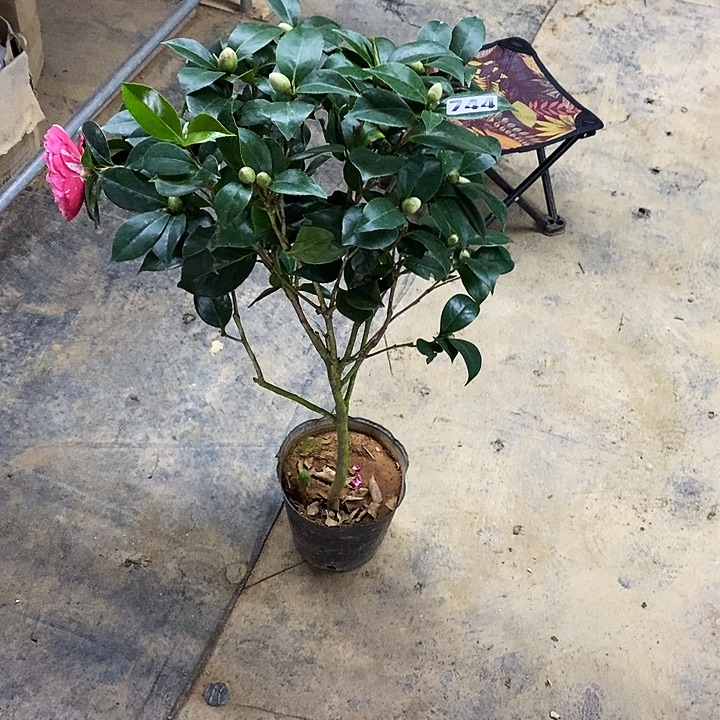 幻彩五色茶花。   。 744。 