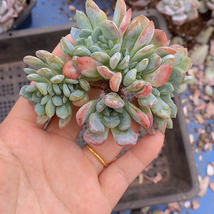 全明星朵朵缀10头左右