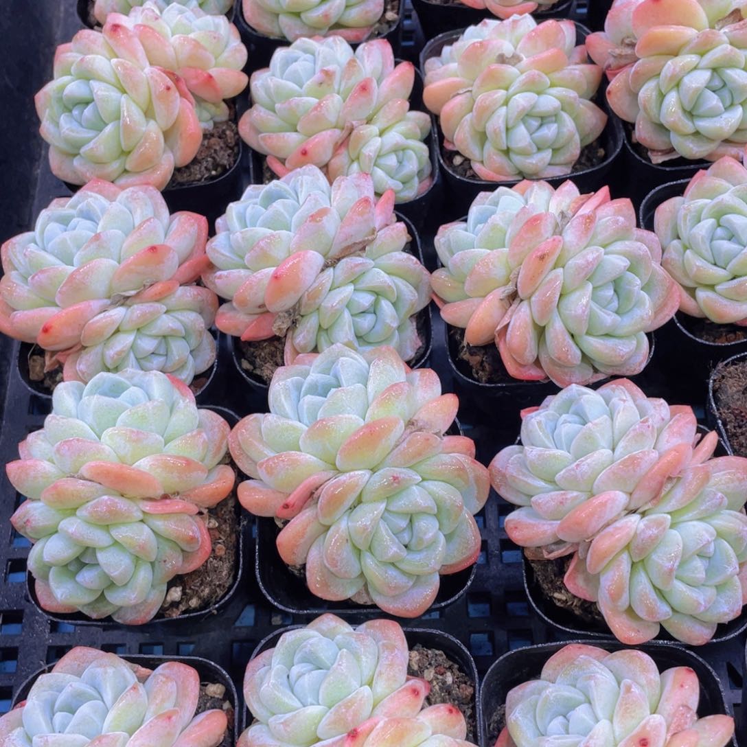 量拍35号奶油冰玉双头起一个