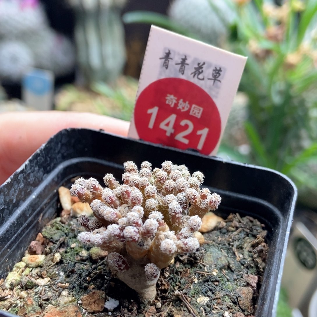 迷你牧师小人树一棵