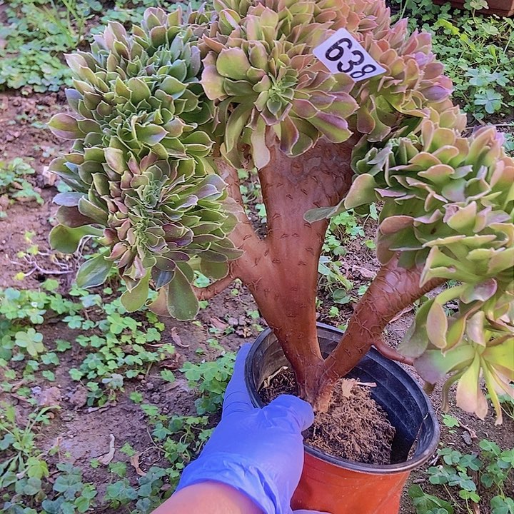 638玫瑰法师缀老板子法师缀