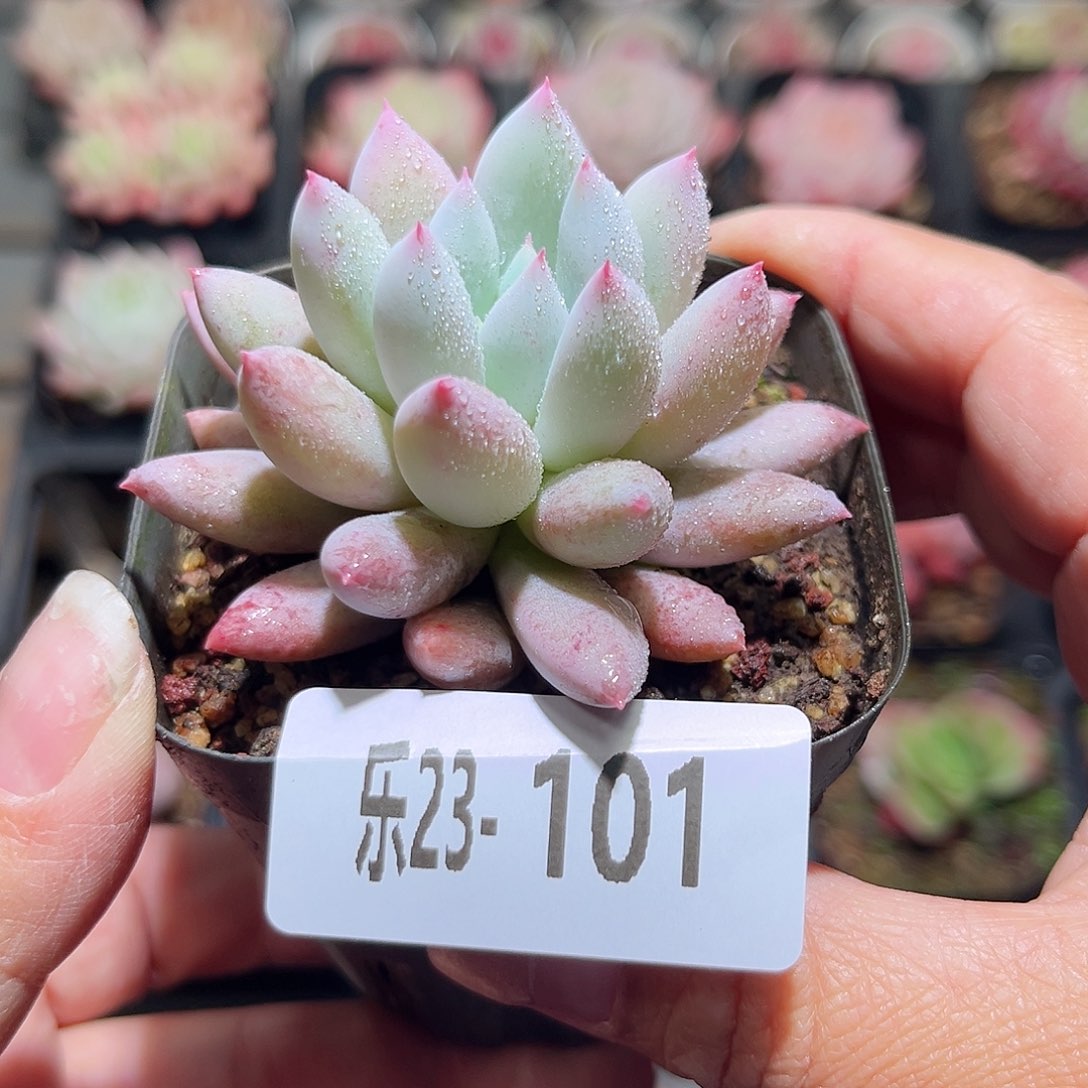 乐23-101所罗门单头