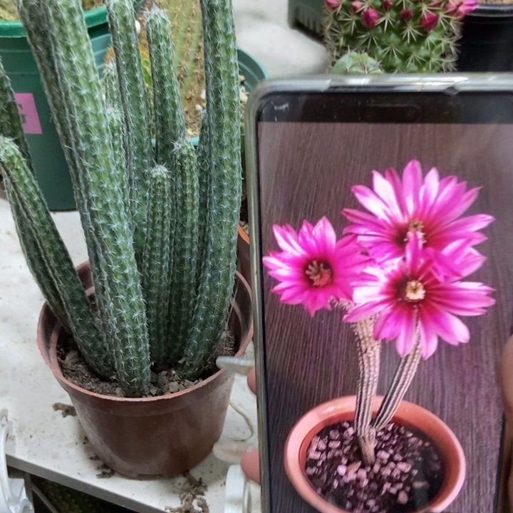 仙人球植物银妞一盆