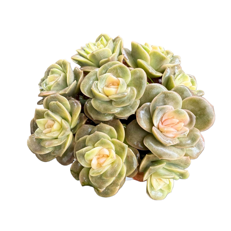 戴安娜玫瑰 带盆土 多肉盆栽 新手好养耐旱 3单包邮