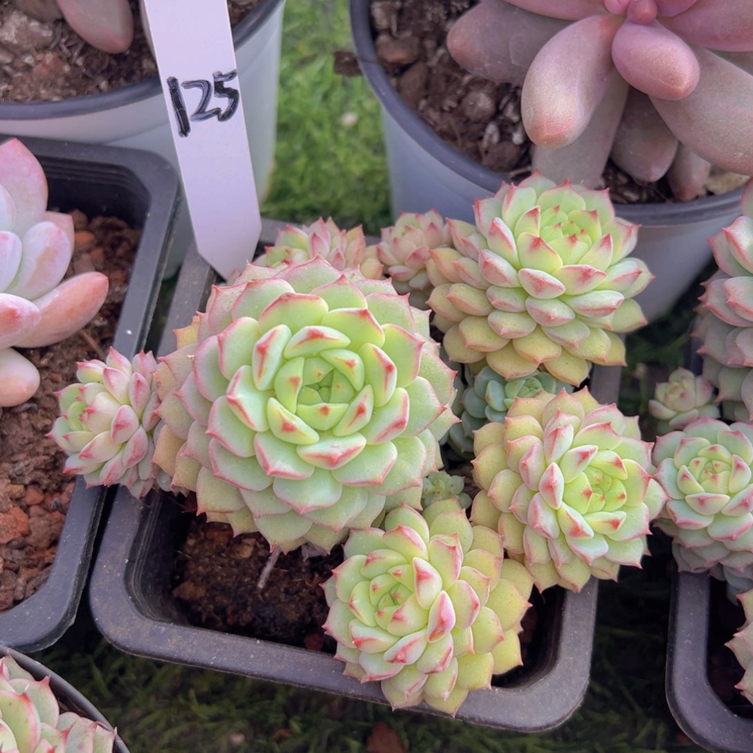 香玉的故事是一个人的故事吗