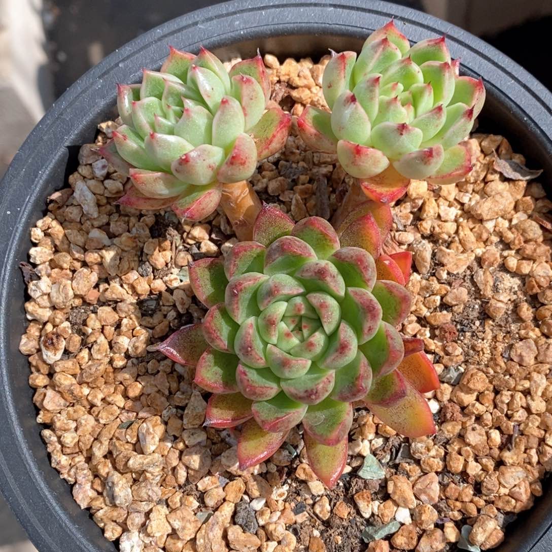 精品多肉一物一拍不包整4