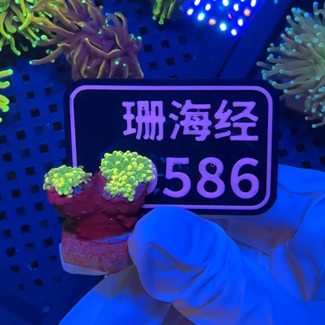 夜***！纽扣珊瑚又又不包邮老伤内包肉绿火柴D586