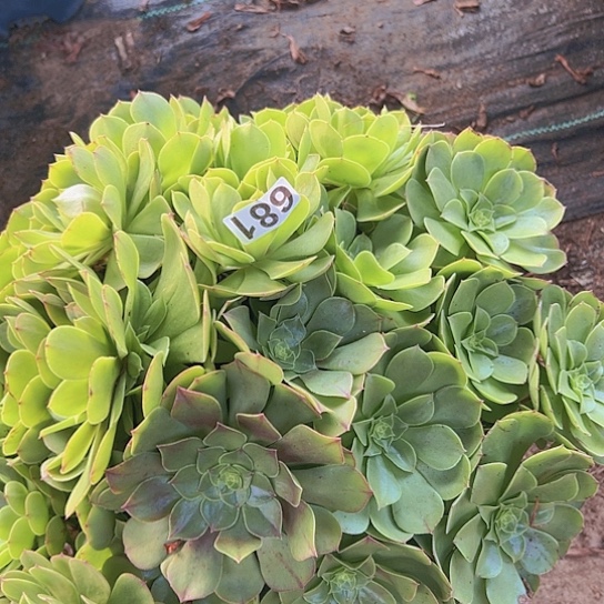 甜***心多肉植物一个撕拉碗