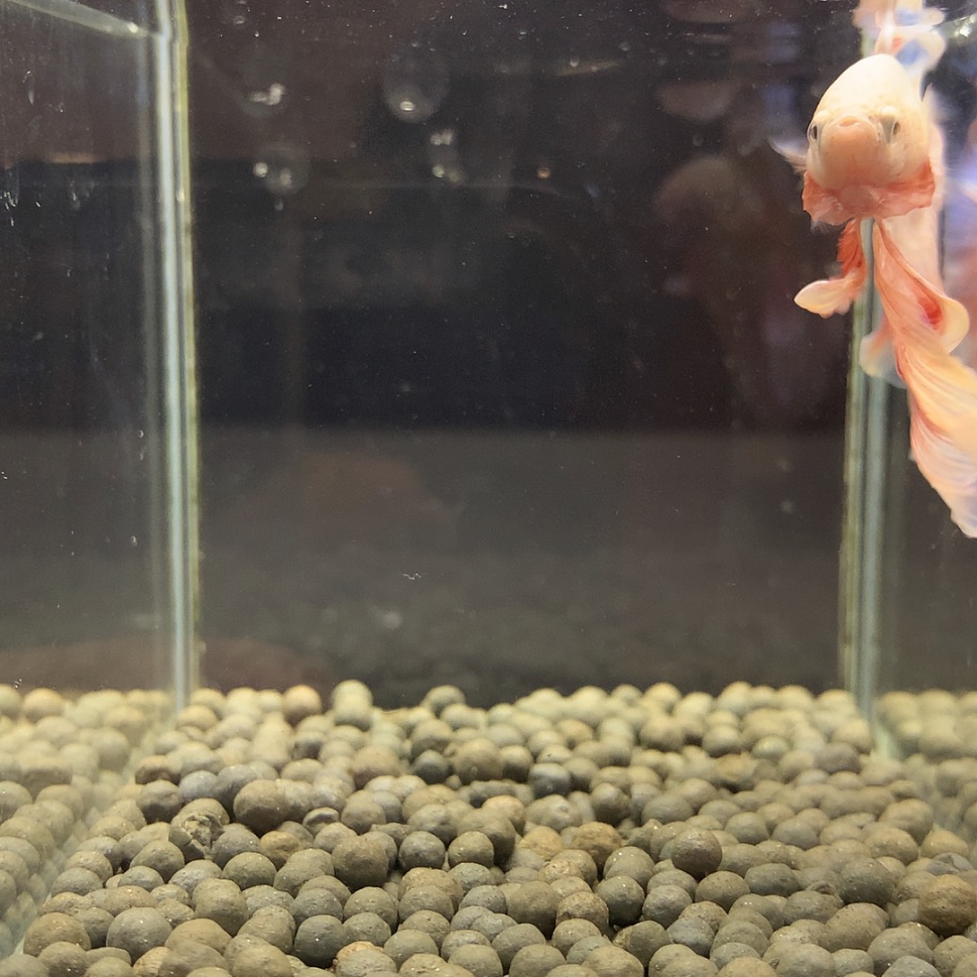 海水鱼七弟泰国斗鱼11