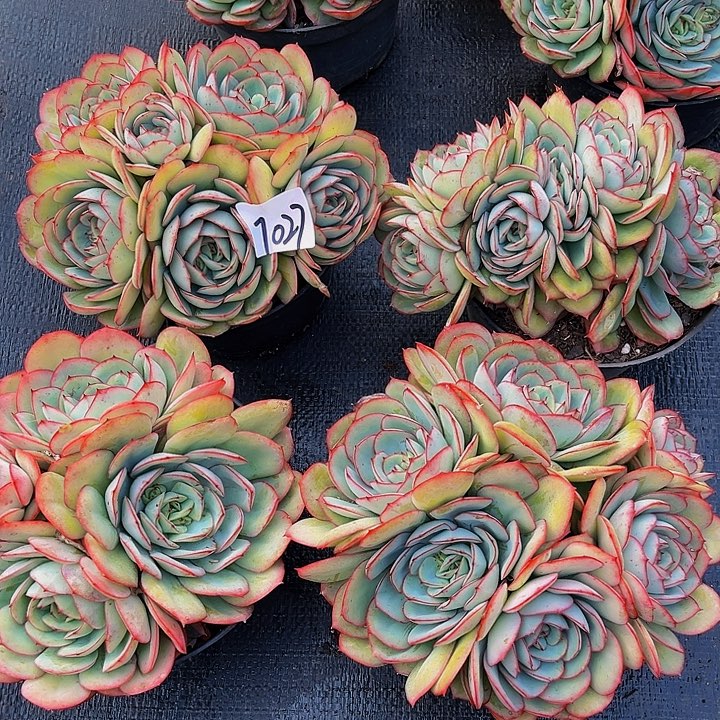 知**乐牡丹亭群7027