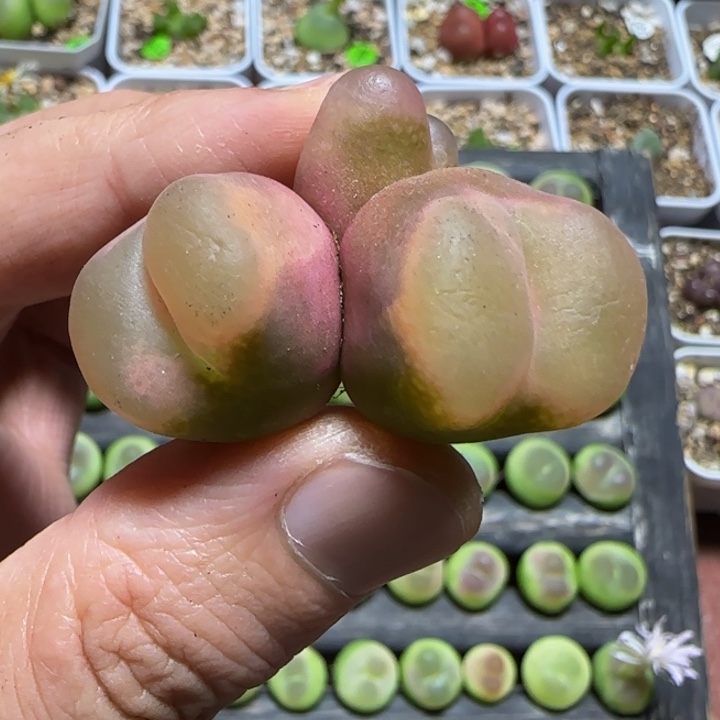 三头冰魄？多肉植物