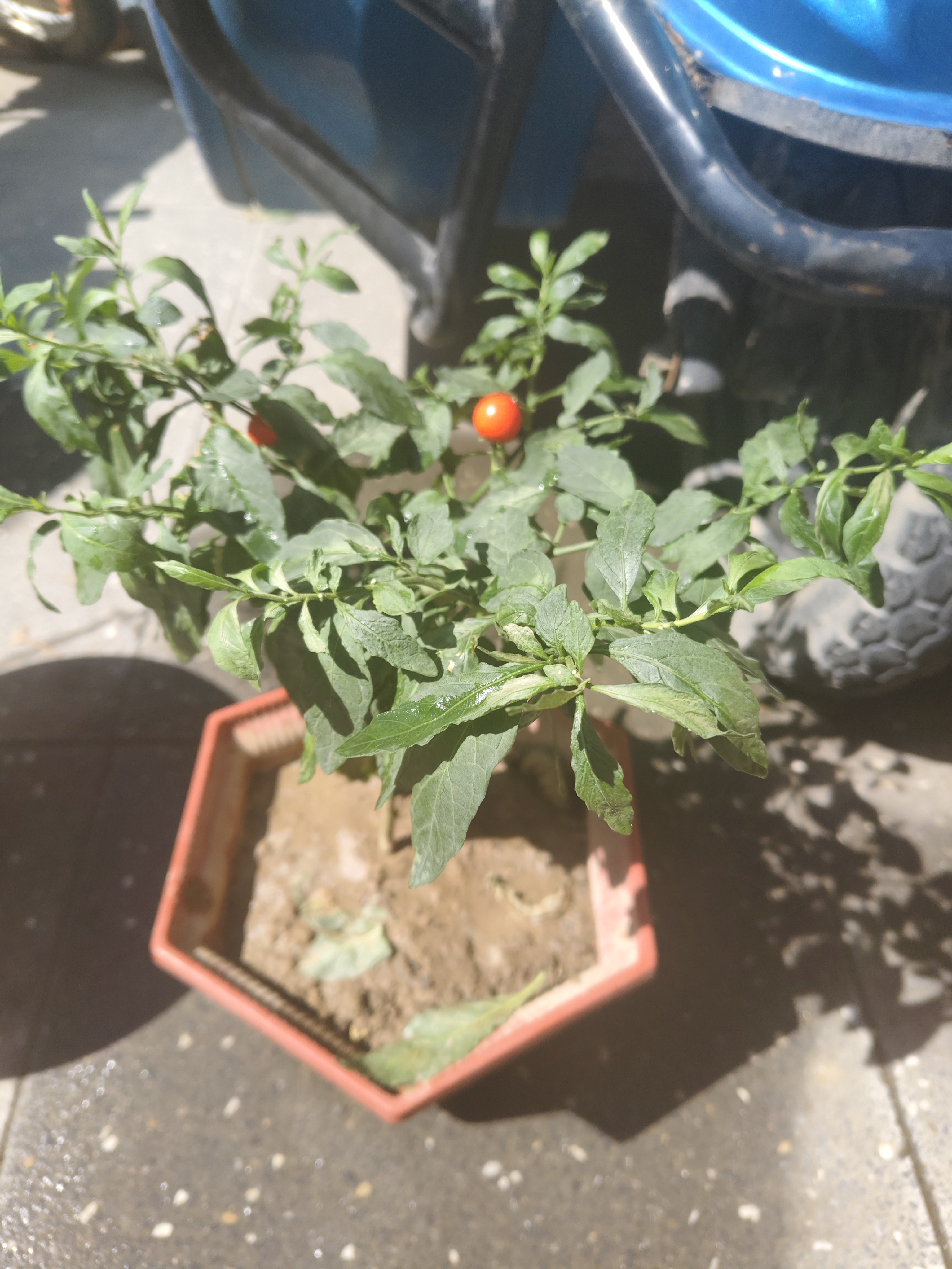 香山红叶黄栌1号