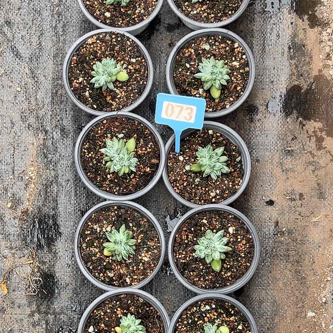 袁*青花瓷10颗073