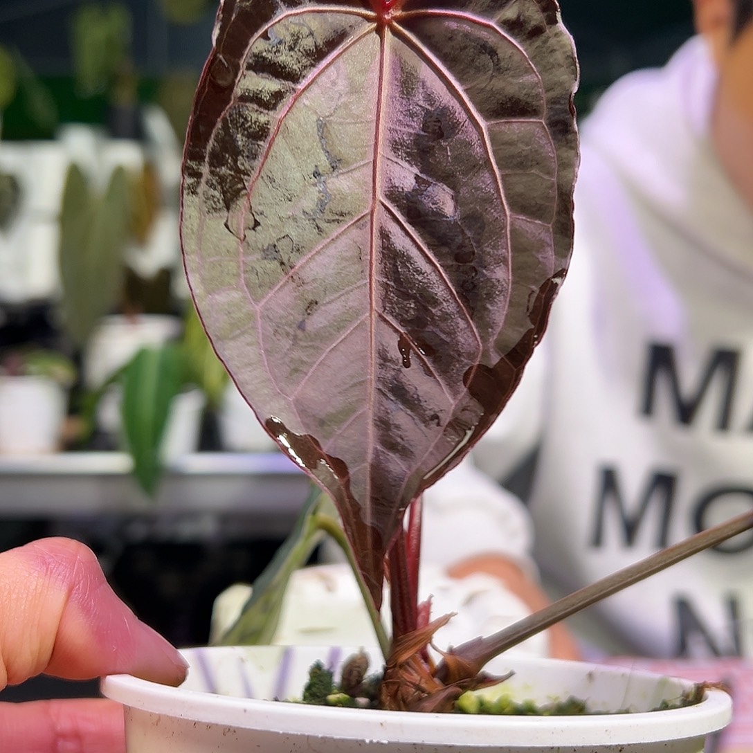 完全开放黑桃黑丝绒*紫水晶