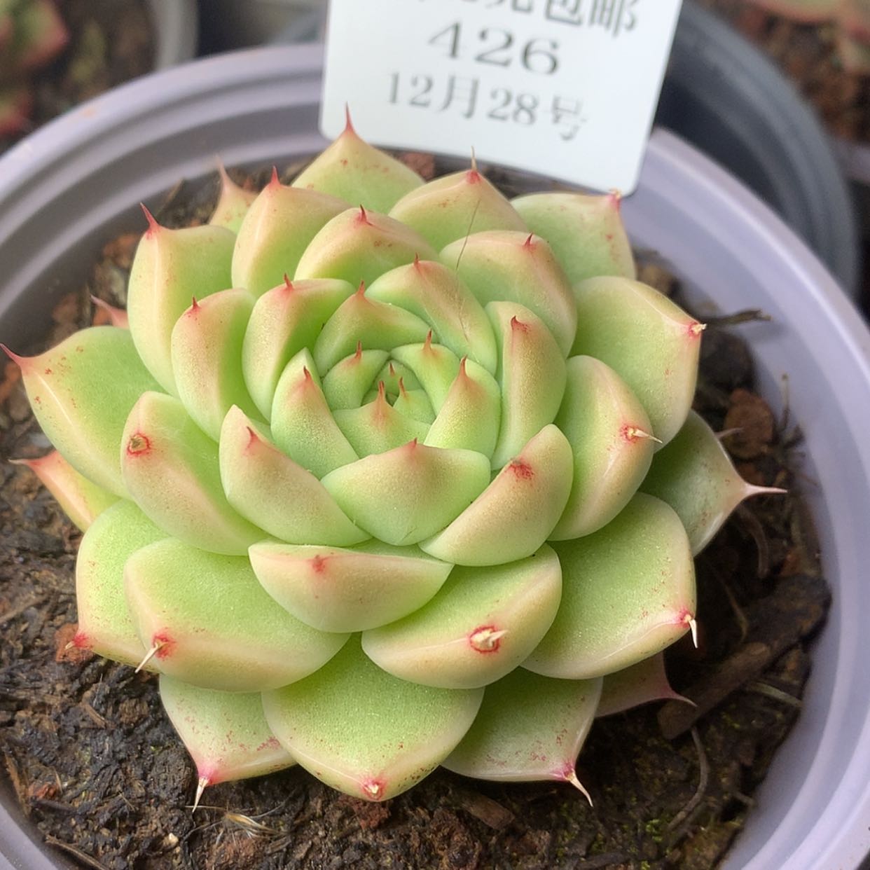 【闪购商品】云426号麦秆