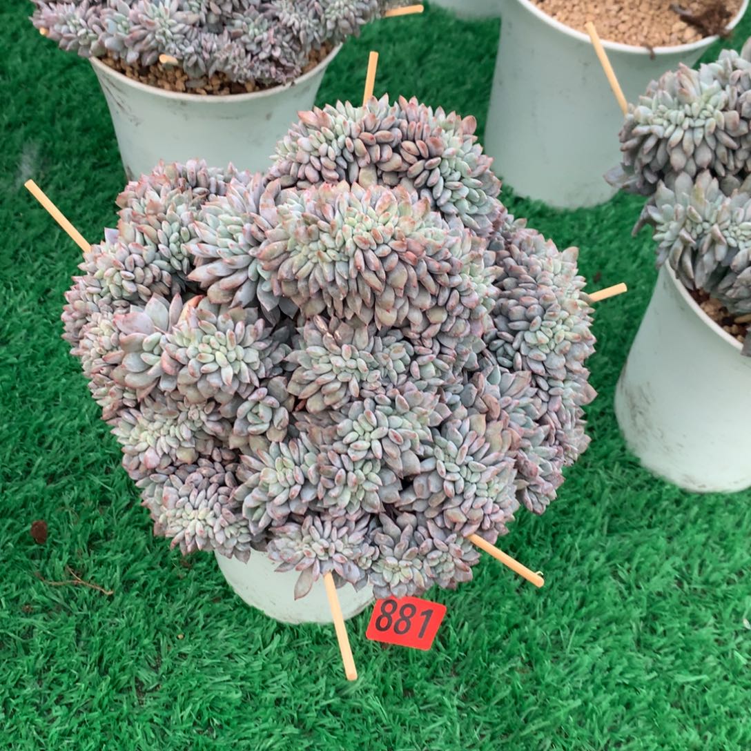 881橙子11111111111111