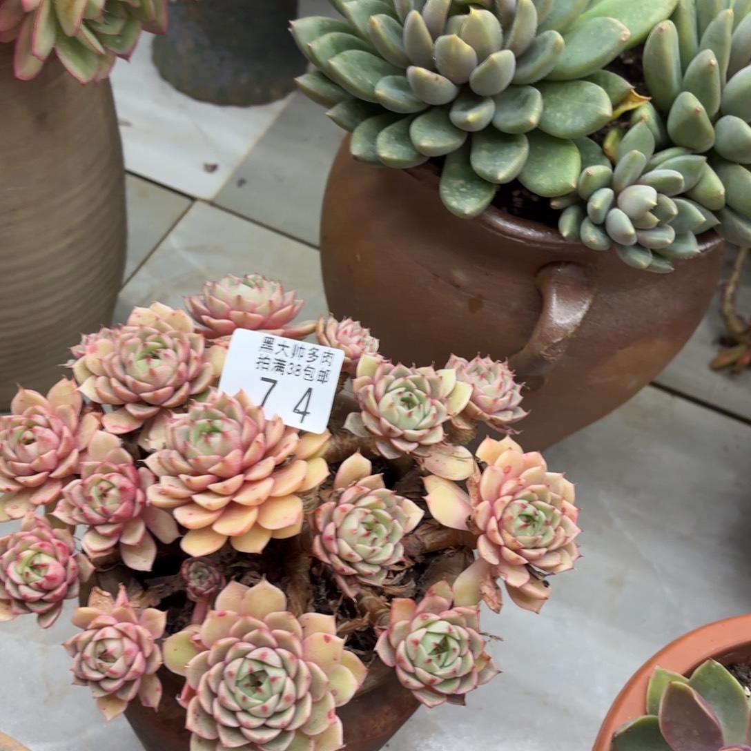 辰***芯黑大帅多肉74本吧