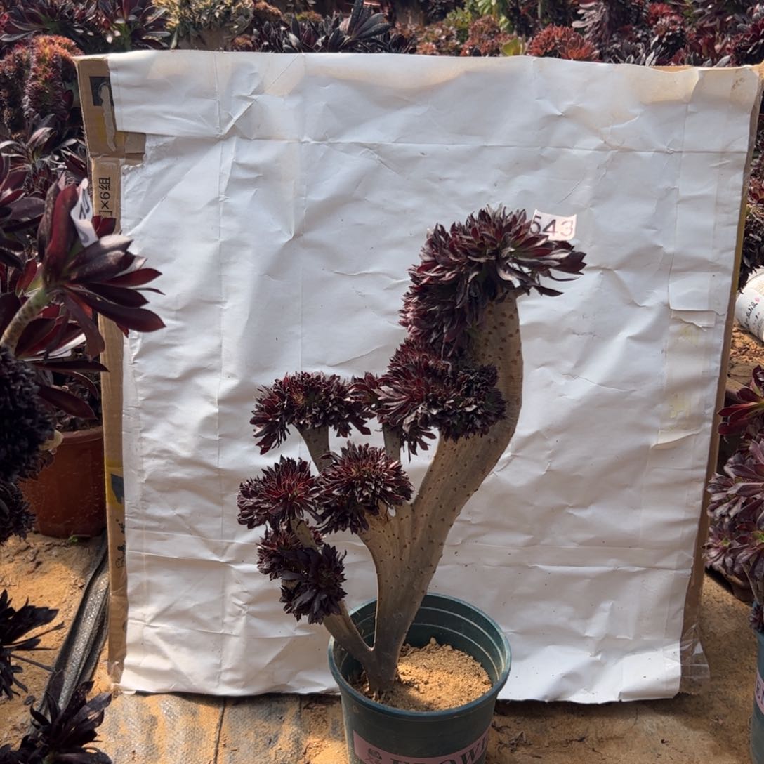 黑缀543高42厘米